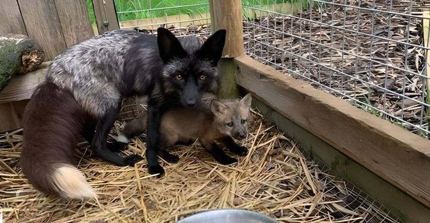 To call for licensing and legislation for the breeding and keeping of foxes